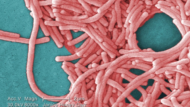A microscopic view of the Legionella pneumophila bacteria. Cases have been on the rise throughout the continent however better treatment has diminished the fatality rate. (AP / Janice Hanley Carr)
