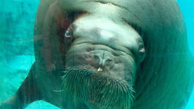 Male walrus impregnates two females in Quebec City