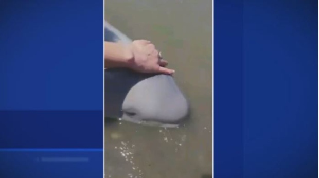 Beached beluga saved in Riviere-du-Loup - CTV News
