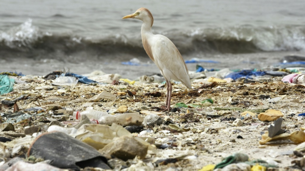 A bird stands on a beach covered with trash in Hann Bay in Dakar, Senegal. (AFP)