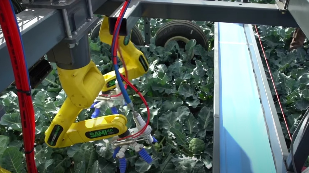 Lapalme Mechanical Design is preparing to commercialize its SAMI, a broccoli-picking robot (photo: Lapalme Agtech)