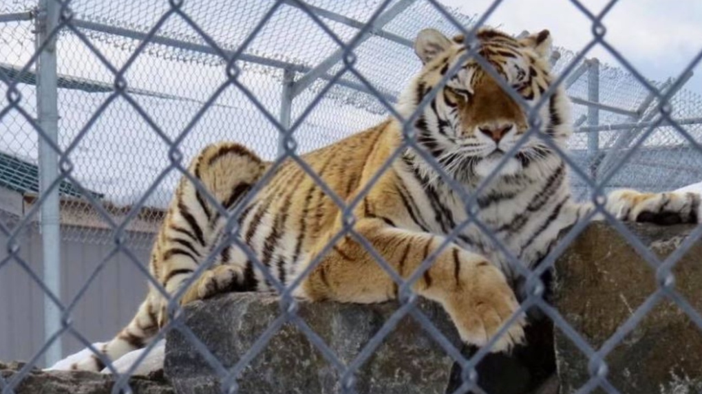 Animal welfare officials say they have arrested the owner of a Quebec’s St-Edouard Zoo and are in the process of seizing its animals. (St-Edouard Zoo via Facebook)