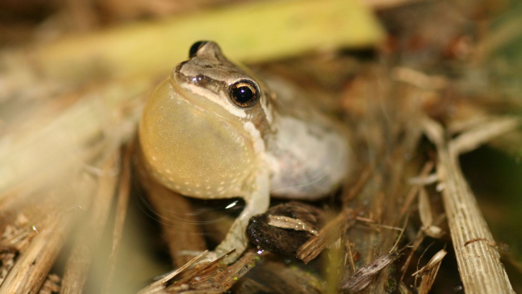 The Western/Striped Chorus Frog has declined throughout the St. Lawrence Valley in Quebec as a result of habitat loss. SOURCE: Nature Watch Canada