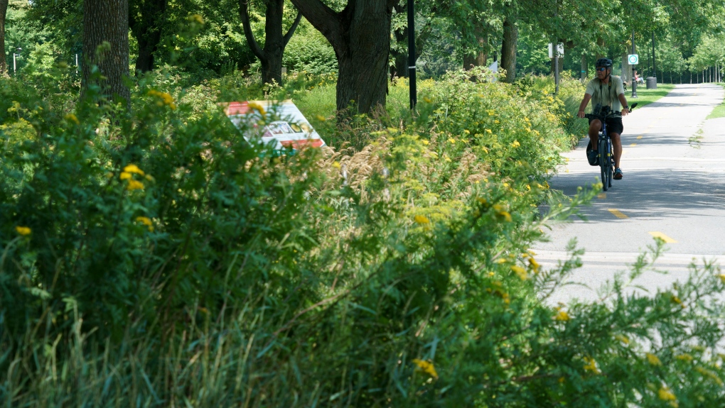 A cyclist rides by a re-naturalized garden in Montreal on Friday, July 23, 2021. Ecologists say natural yards have a number of benefits: increased biodiversity, food for birds and insects, less need for water and pesticides, and a reduction of the urban heat island effect. THE CANADIAN PRESS/Paul Chiasson