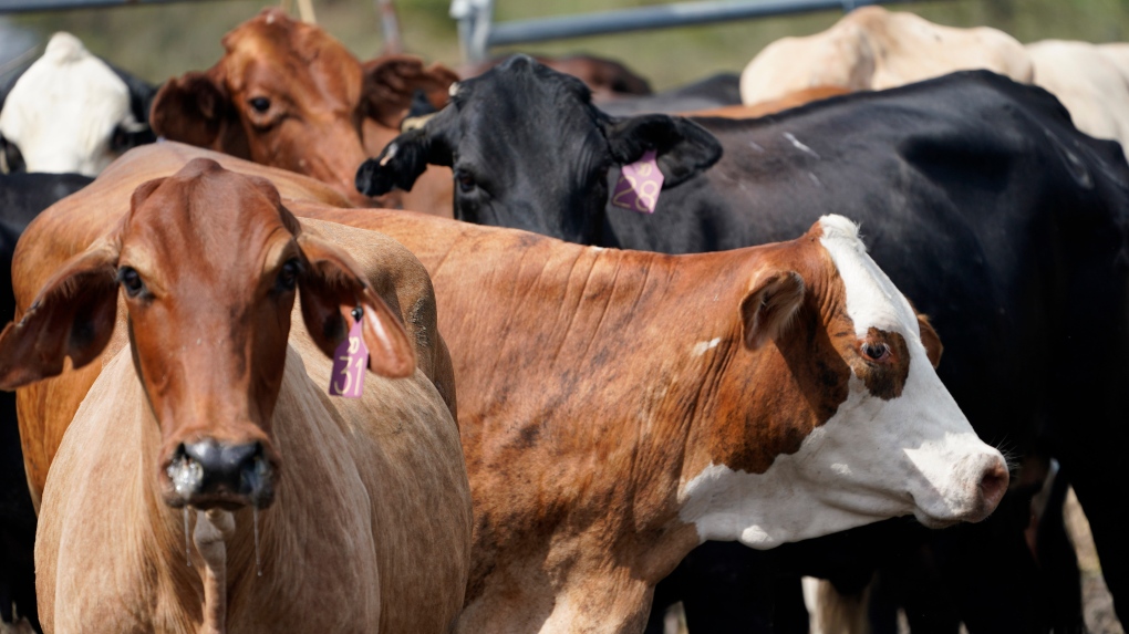 File photo of cattle. (AP Photo/Steve Helber)