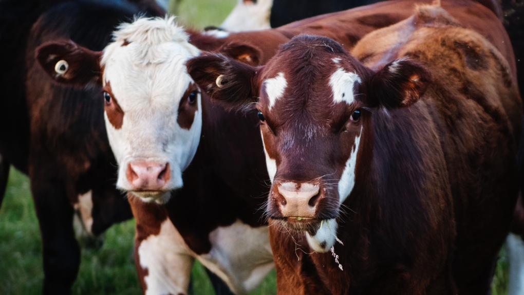 Cattle file photo. SOURCE: Kat Smith/pexels