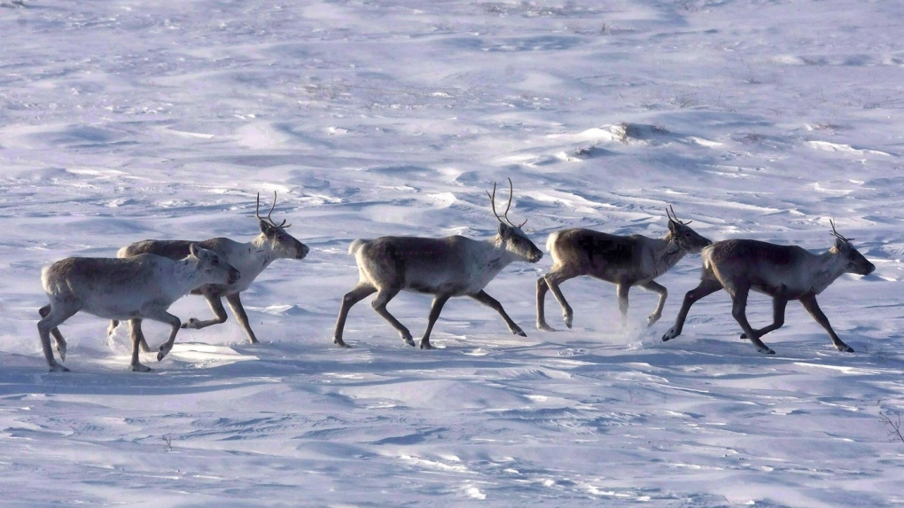 Wild caribou roam the tundra in Nunavut on March 25, 2009. New research is arguing Indigenous hunting didn't cause the collapse of once-mighty caribou herds in Canada's North. THE CANADIAN PRESS/Nathan Denette