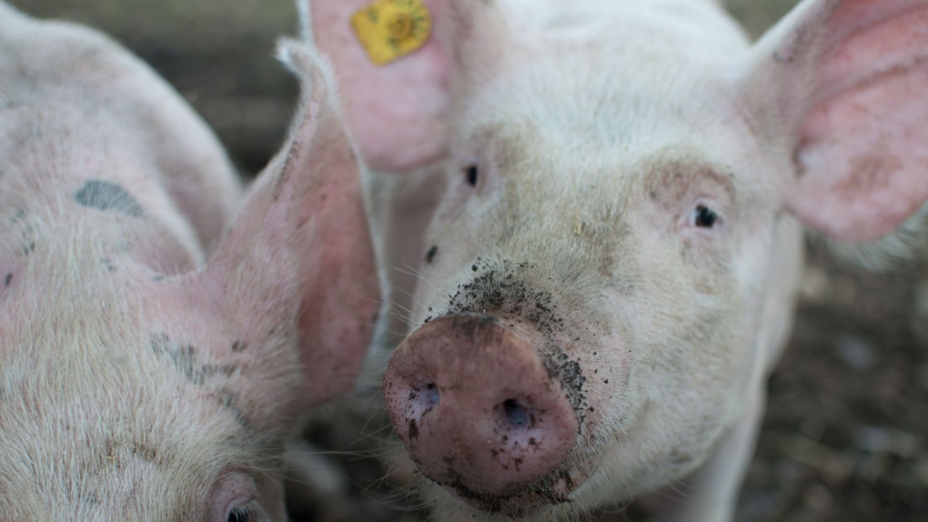 Eleven animal rights activists were convicted of obstruction and breaking and entering after storming a pig farm in Saint-Hyacinthe, Que. on Dec. 7, 2019. (Source: Pexels)