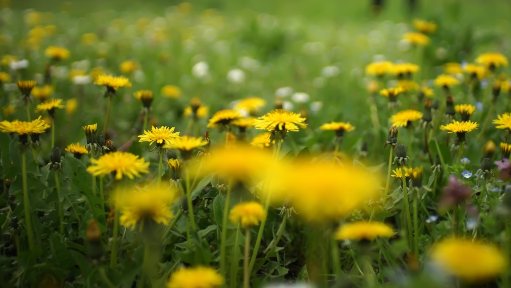 The 'Dandelion Challenge' invites people not to mow their lawns, including the dandelions and other flowers it contains, during the whole month of May (photo: Pexels.com)