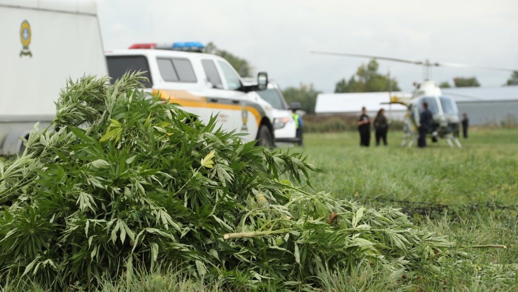 Quebec provincial police (SQ) have said they will be out in force during marijuana harvesting months looking for those producing and trafficking cannabis illegally. SOURCE: SQ
