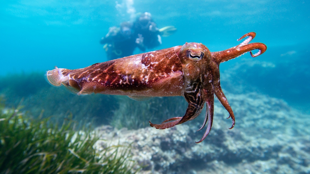 A new study has found that cuttlefish ink may be used to make biodegradable technology in the future. SOURCE: pexels