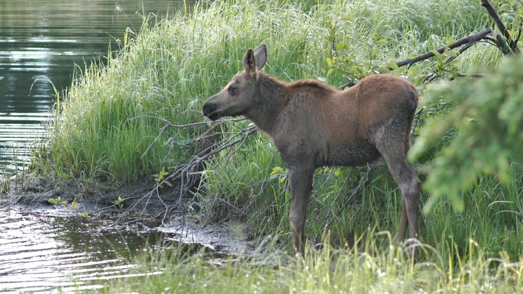 A young moose is seen in the wild. (Source: PIXABAY/Enlightening Images)