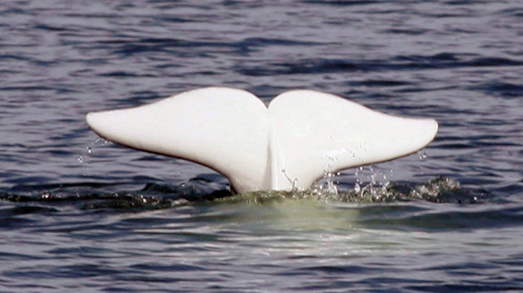A beluga whale shows its tail in the St.Lawrence River near Tadoussac Que., Monday, July 24, 2006. THE CANADIAN PRESS/Jacques Boissinot