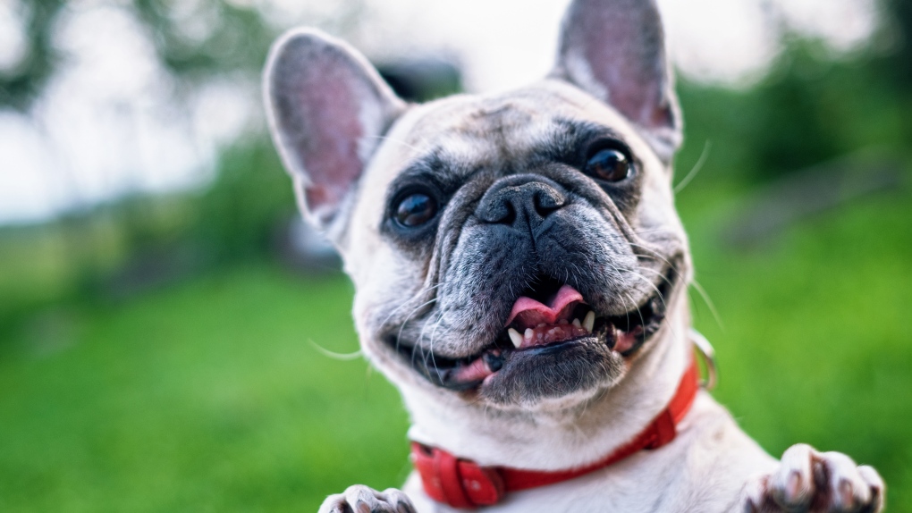 Genetic mutations in a parasite that clings to the intestinal wall of dogs with its hook-shaped beak allow it to resist one of the primary drugs used to treat it, a Canadian study warns. (photo: Pexels.com)