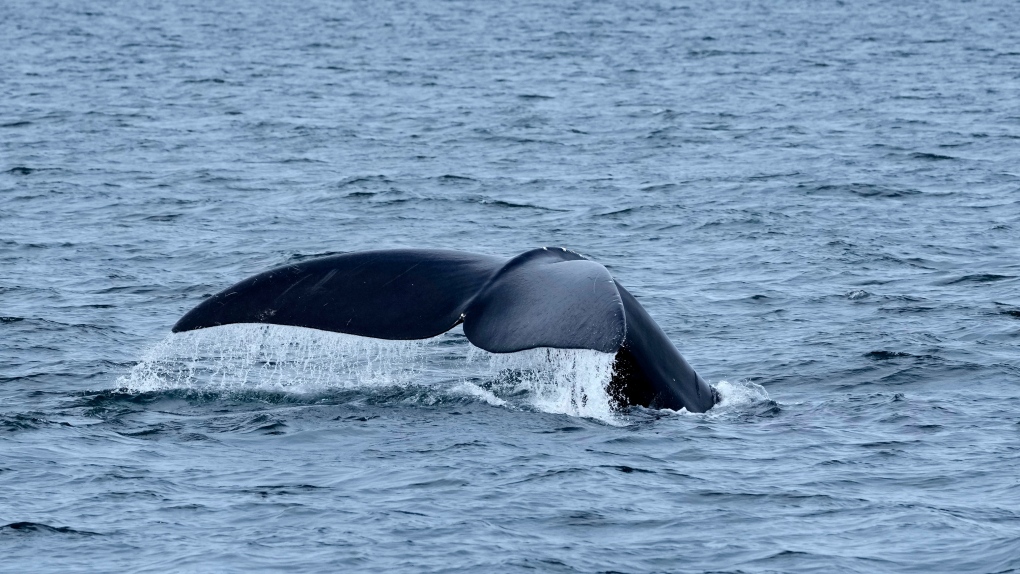 Right whale tangled in St. Lawrence Estuary | CTV News