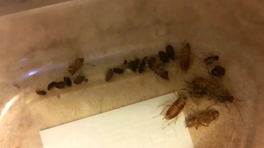 Students ponder legal action over cockroaches