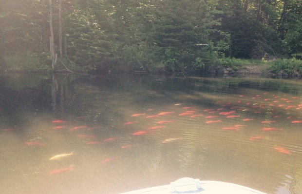 Goldfish have been found in Quebec's waters