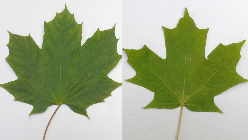 Learn the difference: Norway and Sugar Maple