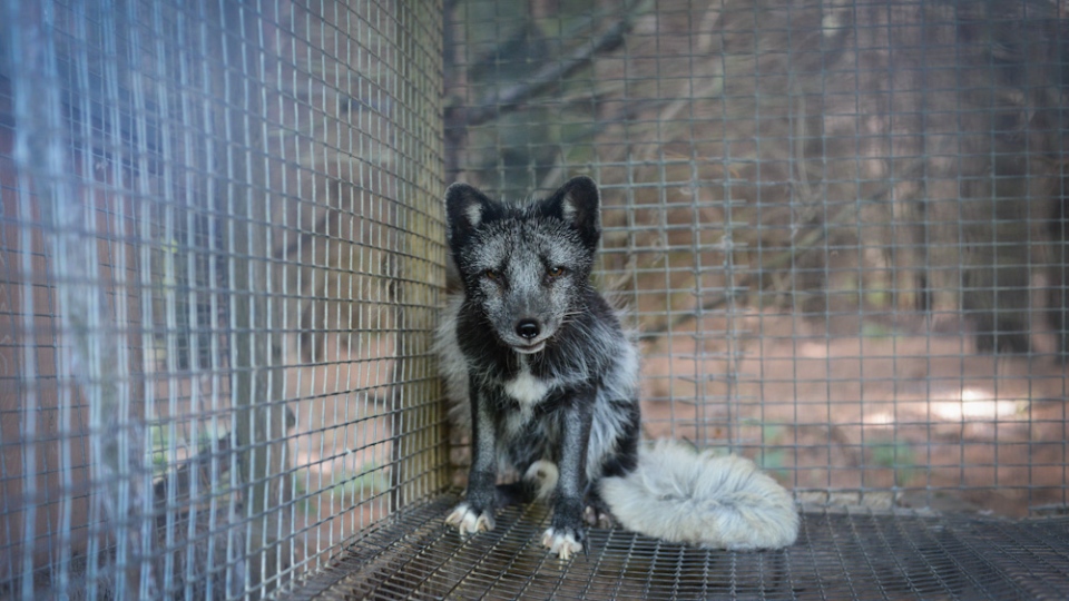 Fox in cage
