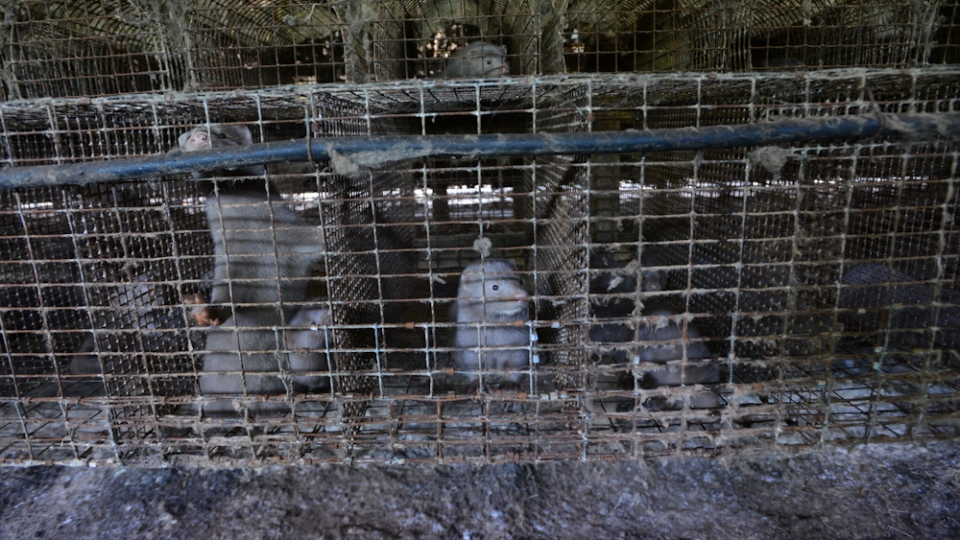 Minks in cages