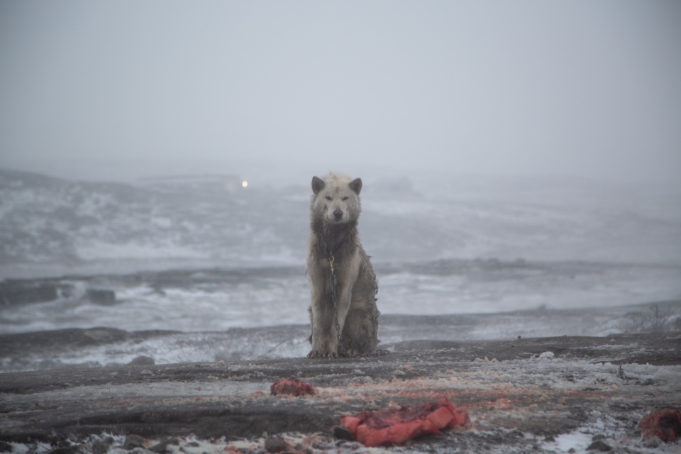 Arctic sled dog