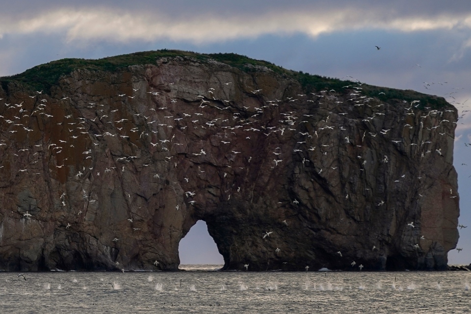 Northern gannets at Perce Rock