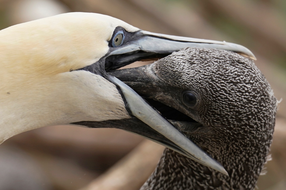 Northern gannet feeding baby