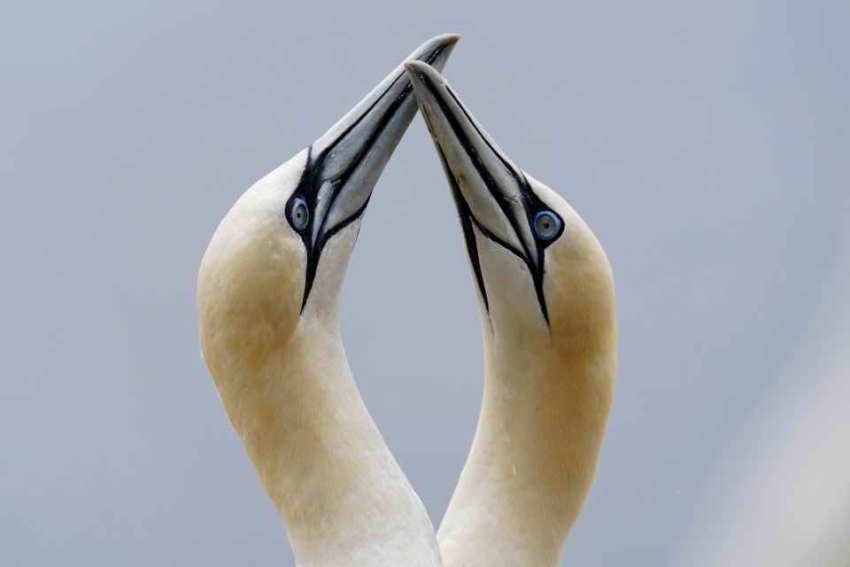 Pair of northern gannets