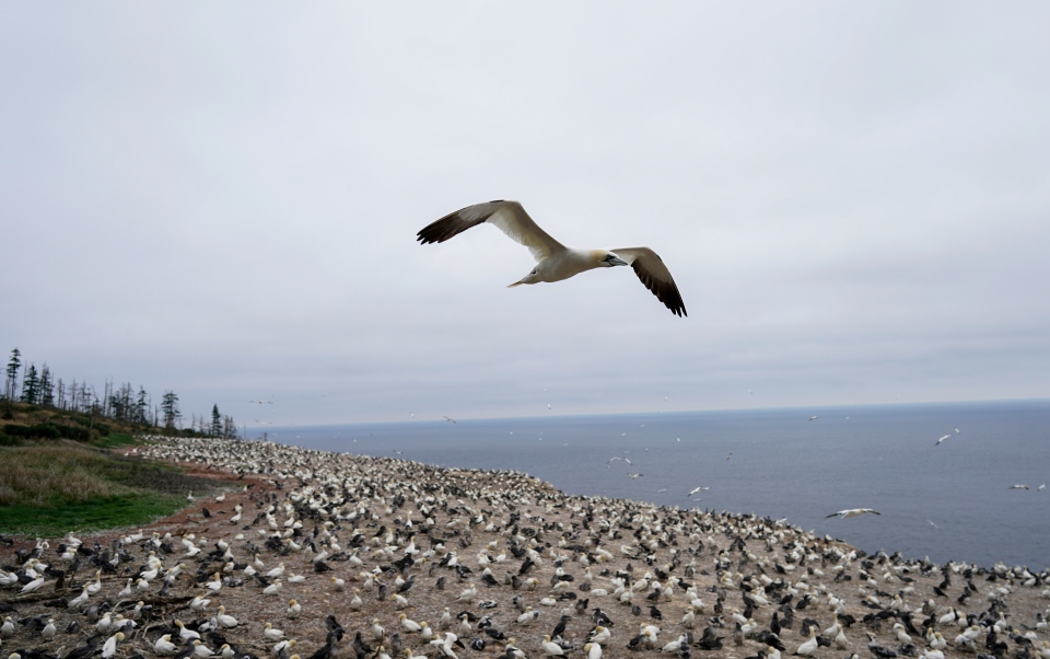 Northern gannet over its colony