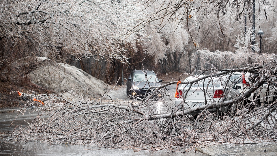 Fallen tree after ice storm