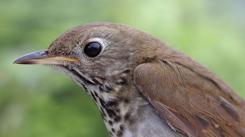 FILE - In this July 2005 file photo released by the Vermont Center for Ecostudies, a Bicknell's thrush perches on East Mountain in East Haven, Vermont. The songbird that wings its way each year from austere mountaintops of the northeastern U.S. to the steamy forests of the Caribbean has inspired the creation of what conservationists hope will be a new model for nature reserves in the Dominican Republic, a country that has long struggled with deforestation.